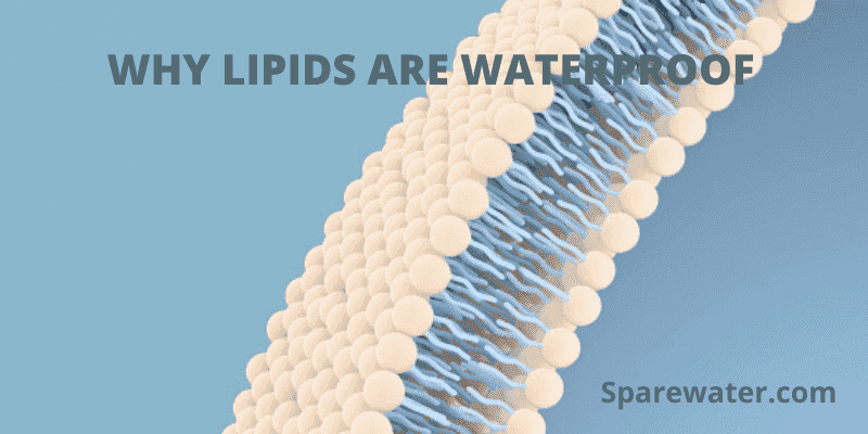 Why Lipids Are Waterproof